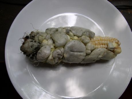 Mga spore ng fungus ng mais