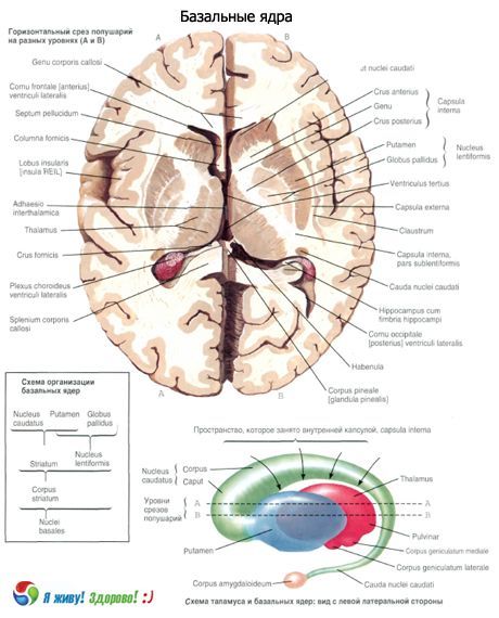 Basal (subcortical) nuclei