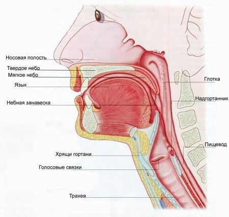 Sakit sa larynx