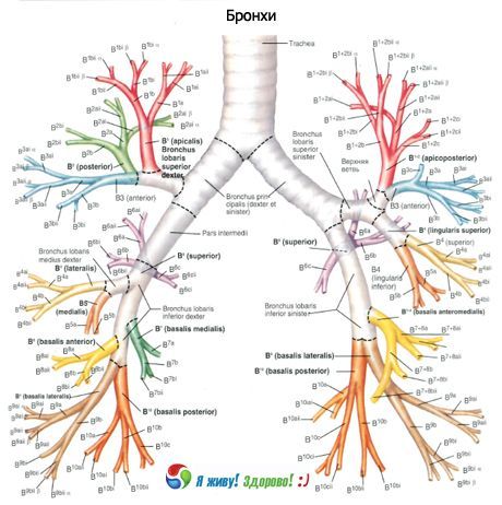 Bronchi