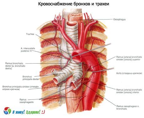 Bronchi