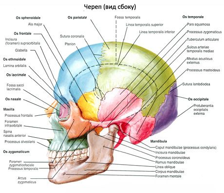 Scull