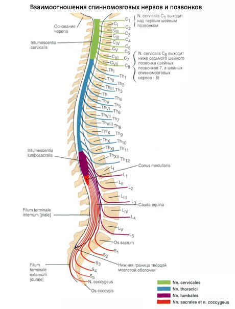 Spinal cord