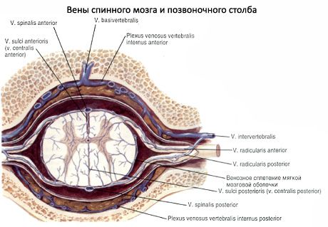 Spinal cord