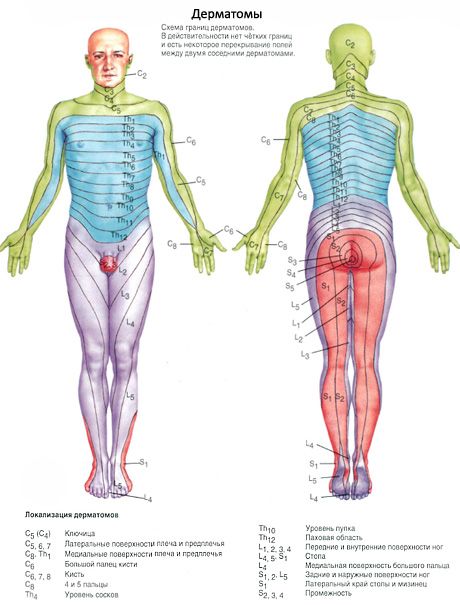 Spinal cord