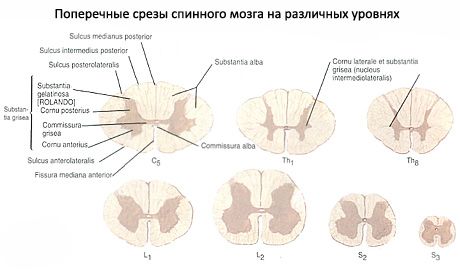 Spinal cord