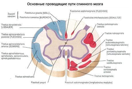 Spinal cord