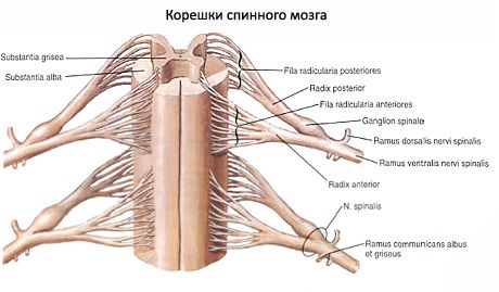 Spinal cord