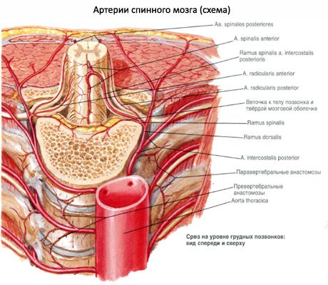 Spinal cord