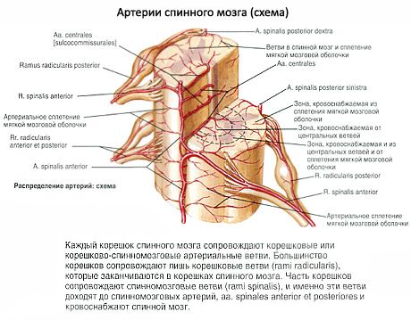 Spinal cord
