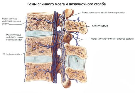 Spinal cord