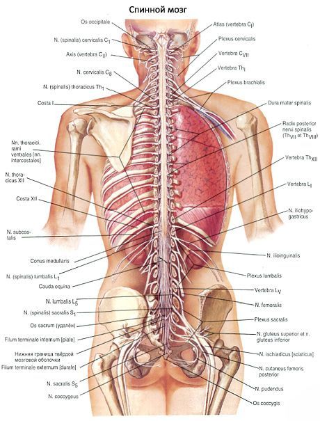 Spinal cord