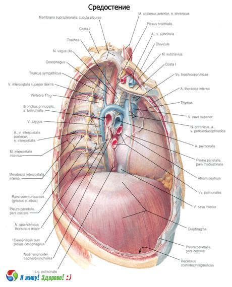 Mediastinum