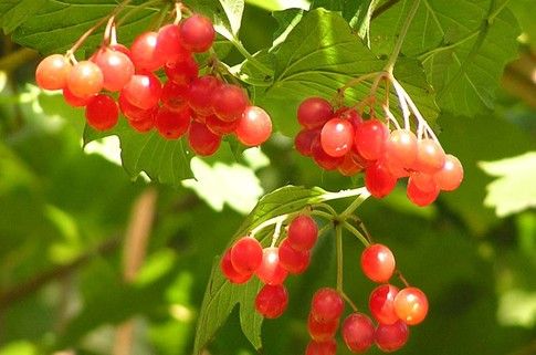 Gagamot din ng Viburnum ang balat na may dermatitis sa mga binti