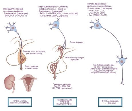 Hypothalamus.  Tatlong uri ng neurosecretory cells ng hypothalamus.