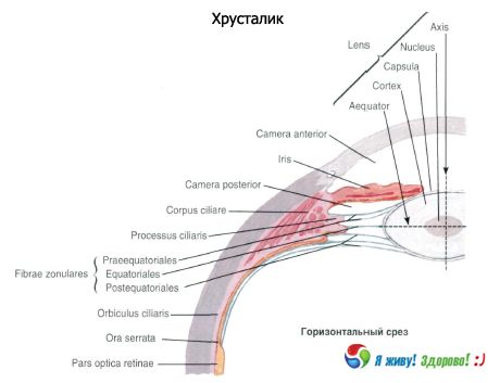 Mala-kristal na lente. Istraktura ng mala-kristal na lens.