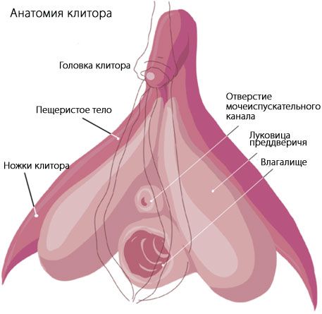 Anatomy ng klitoris