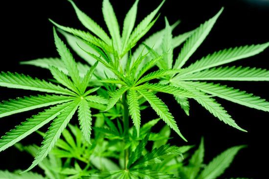 Ang Cannabis ay hindi nakakabawas ng sakit, ginagawa itong matitiis