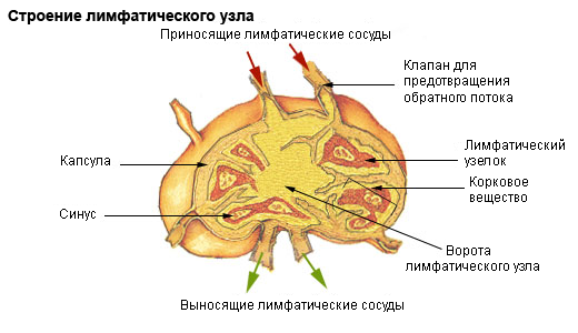 Mga lymph node