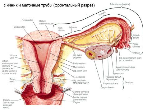 Fallopian tubes