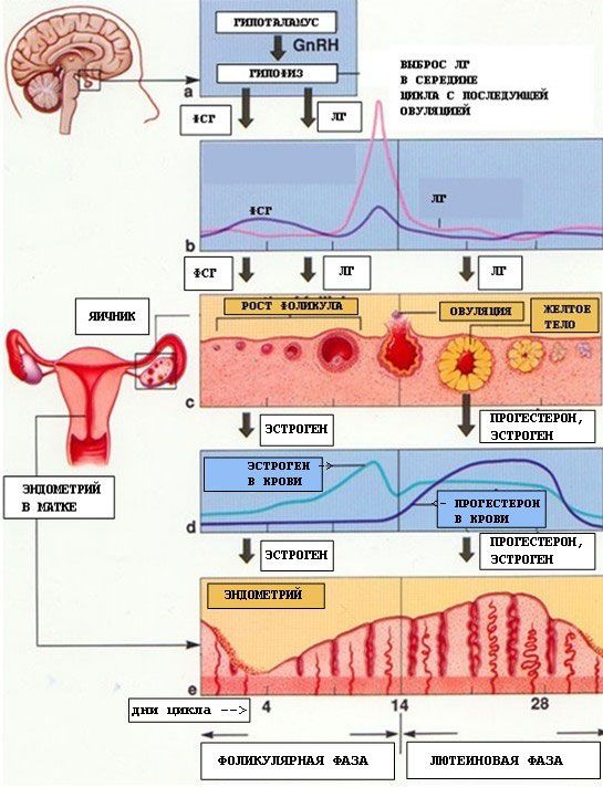 Mga buwanang paikot na pagbabago sa babaeng reproductive system