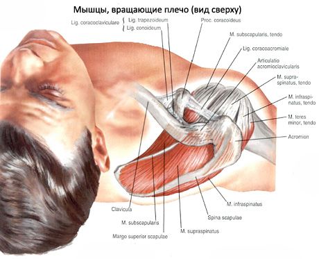 Supraspinatus at infraspinatus na mga kalamnan