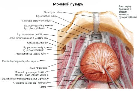 Urinary bladder (vesica urinaria)