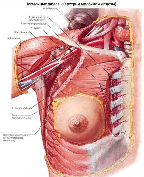 Mammary gland (dibdib)