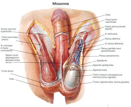 Inguinal canal