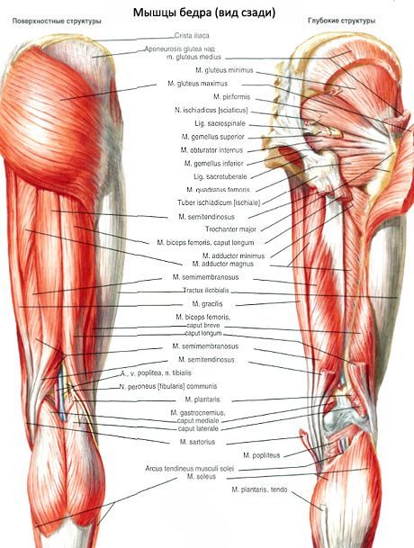 Ang biceps femoris