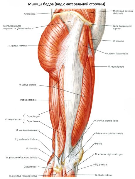 Mga kalamnan ng pelvic (mga kalamnan ng pelvic girdle)