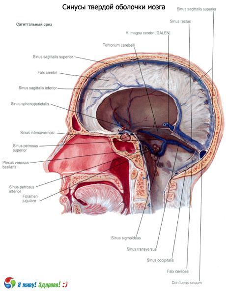 Sinuses (sinuses) ng solid lamad ng utak