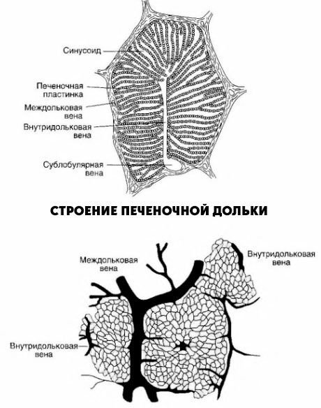 Istraktura ng umbok ng hepatic