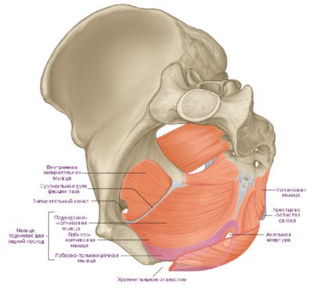 Mga kalamnan ng pelvic diaphragm