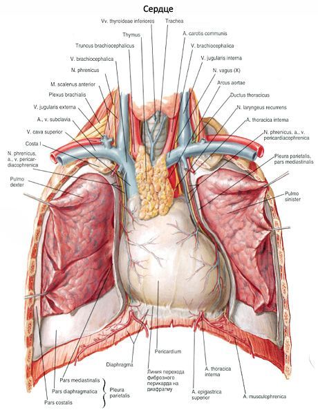 Pericardium