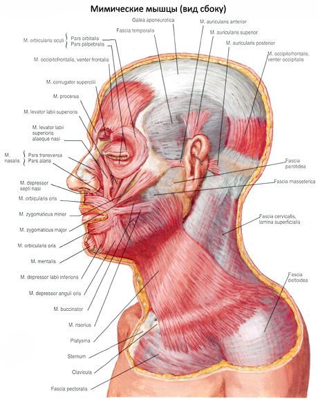 Subcutaneous na kalamnan ng leeg (platysma)