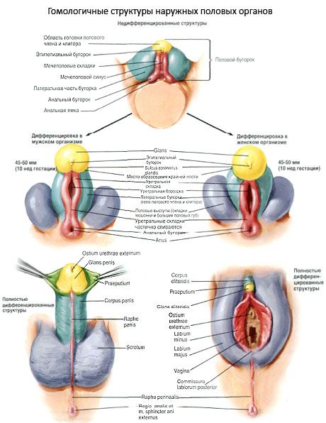 Mga homologous na istruktura ng panlabas na genitalia