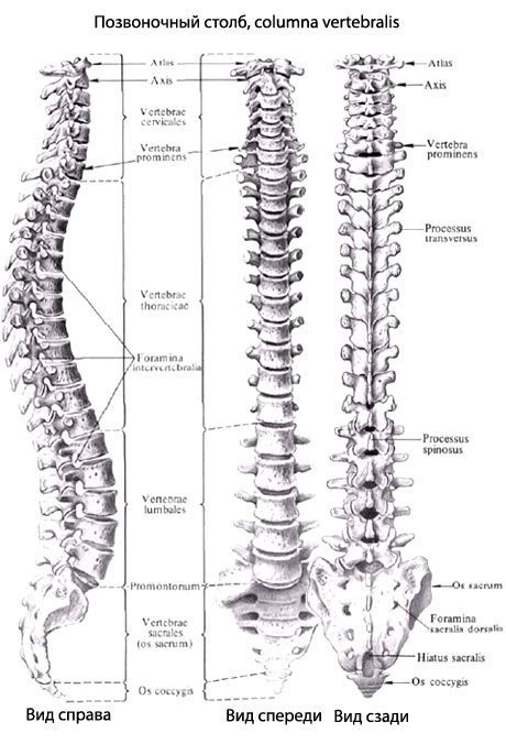 Vertebral column (gulugod)