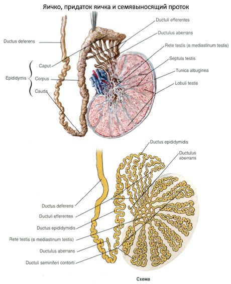 Vas deferens (ductus deferens)