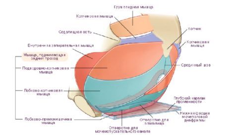 Pelvic floor
