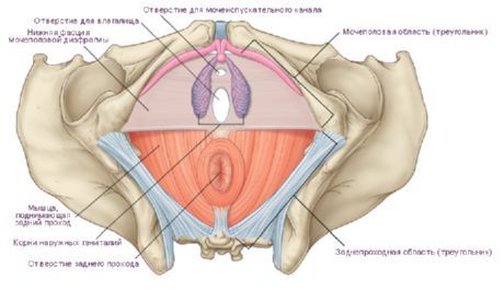 Ang perineum sa isang babae