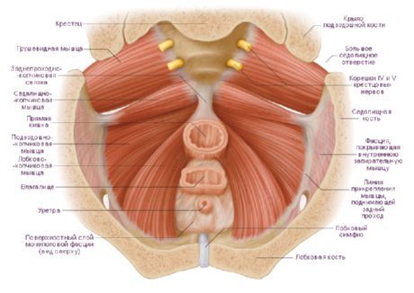 Mga kalamnan ng pelvic floor ng babae