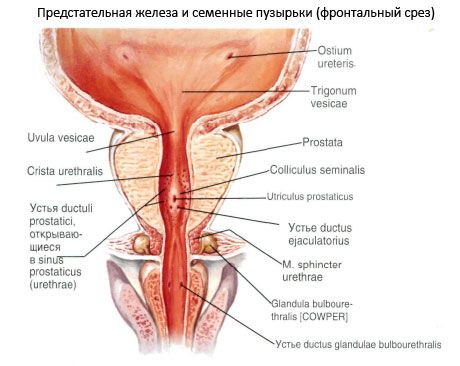 Prosteyt glandula (prostate)