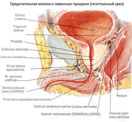 Prosteyt glandula (prostate)