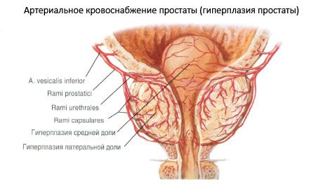 Vessels at nerves ng prostate