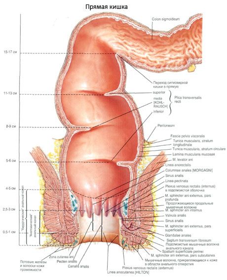 Rectum 