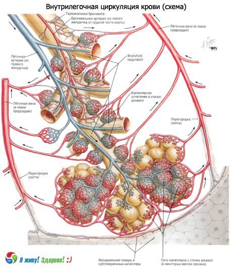 Bronchi. Seksyon ng paghinga ng bronchi