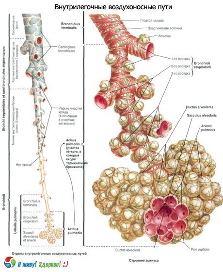 Bronchi. Seksyon ng paghinga ng bronchi