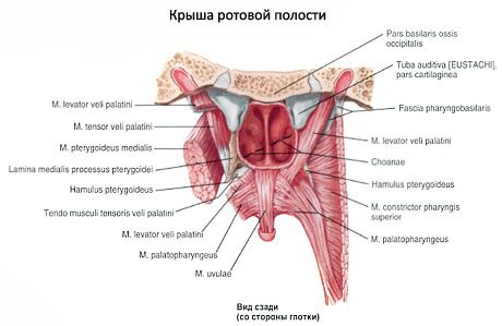 Oral cavity