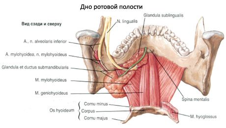 Submandibular salivary gland